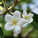 theonlycabbage avatar