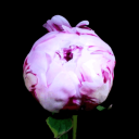 theoriginalgayever avatar