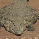 theoriginalwaifubait avatar