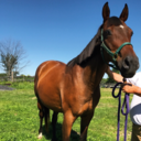 theperfectstride avatar