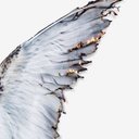 theperksofbeingahouseplant avatar