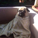 theperksofbeingatotalbitch avatar