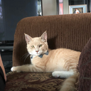 thepowerofanamazingpushupbra avatar