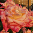 thepowerofardency avatar