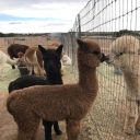 thepunksunflower avatar