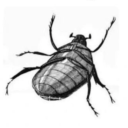 thepurplewaltz avatar