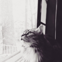 thequeenbeegeek avatar