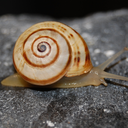 thequietsnail avatar