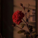 thequotewritist avatar