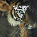 thereadingwritingtiger avatar