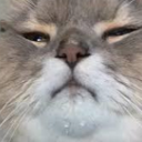 therealthatoneseahorse avatar