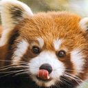 theredpandasthings avatar