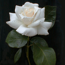 thereignofmonkeybunnies avatar