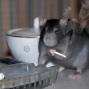 thereisonlycube avatar