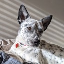 theremightbealight avatar