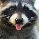 theresistanceraccoon avatar