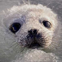 theriversfulloffreedogs avatar