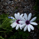 thesadandlonelyflower avatar