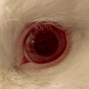 thesaintraphael avatar