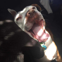 thesaltiestpuddle avatar