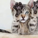 thesapphicactivist avatar