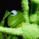 thesecretlifeofmo avatar