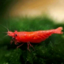 theshrimpfarm avatar