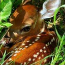 thesleepingdeer avatar