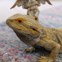 thespikeylizard avatar