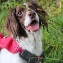 thespringertails avatar