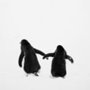 thestrayedgeneration avatar