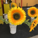 thetenacioustan avatar