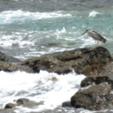 thetenderland avatar