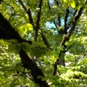 thetimemachinejellyfish avatar