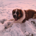 thetriangleisapizza avatar