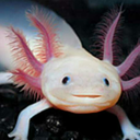 thetypicalaxolotl-blog avatar