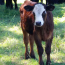 theunderspoken avatar