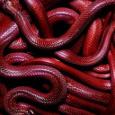 thevanityofroses avatar