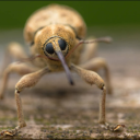 theweevilwizardofthewest avatar