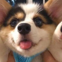 thewhimsicwonder avatar