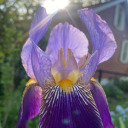 theworldofautraia avatar