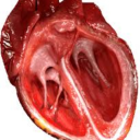 thexlostxheartbeat avatar