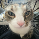 theybangedtheory avatar