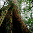 thezenprophet avatar