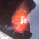 thinkingaboutfish avatar