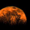 this-great-world avatar