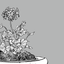 thisflowerbeforeme avatar