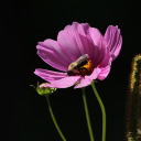 thomas--bombadil avatar