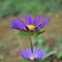 thomas-sanders-fan-blog avatar