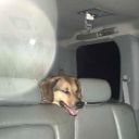 thomas-wasnt-alone avatar